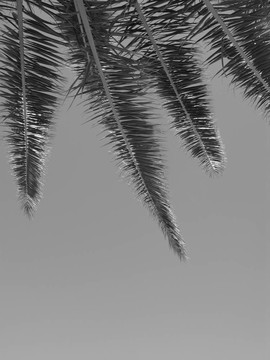 棕櫚樹