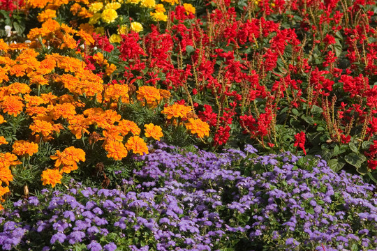 鮮花地毯
