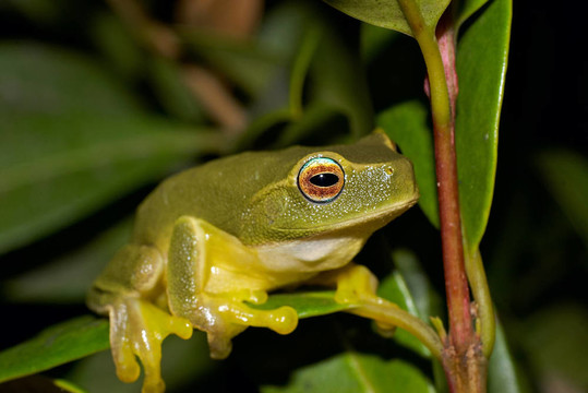 Litoria caerulea