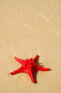 shell.jpg