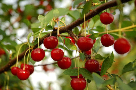 cherry_1.jpg