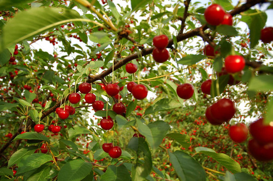 cherry_1.jpg