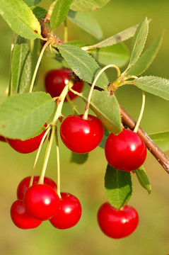cherry_2.jpg