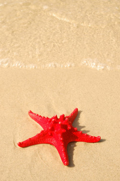 shell3.jpg