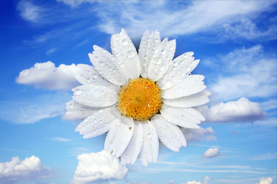 天空中的花