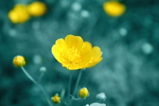 綴花草地