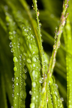 雨后草近