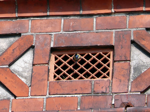 藍(lán)雀鳥在通風(fēng)孔里