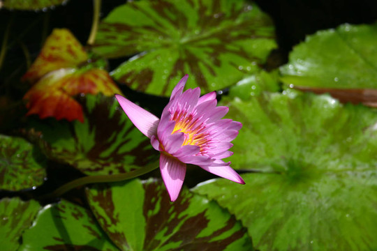 水百合