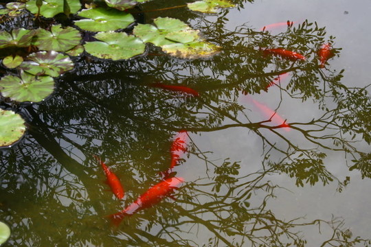 金魚的沐浴下子午蓮