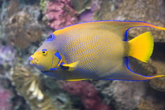 額斑刺蝶魚