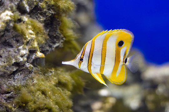 鉆嘴魚
