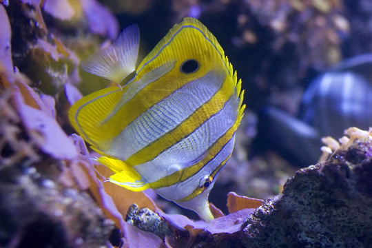 鉆嘴魚在坦克