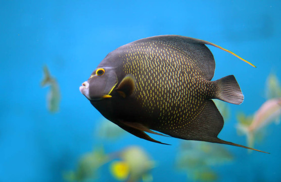 法國天使魚