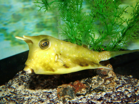 黃色熱帶魚
