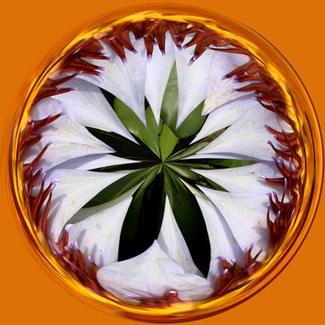 花的萬花筒