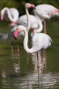 池塘里的火烈鳥