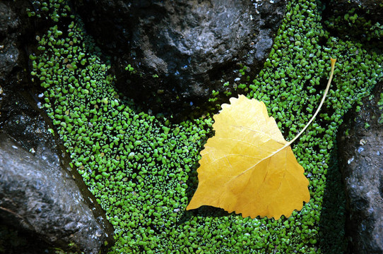 黃色白楊葉；Moss