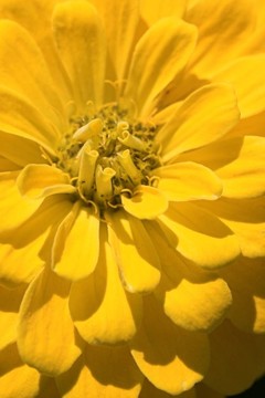 Yellow Pompon