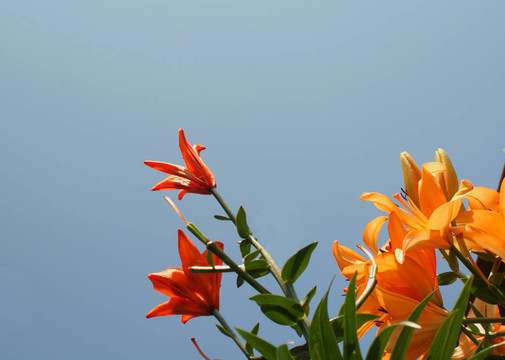 百合花與天空