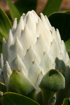 白色或cynaroids花蕾