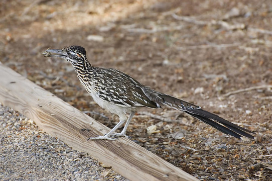 Roadrunner的午餐
