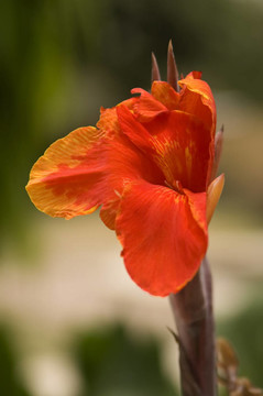 熱帶花卉