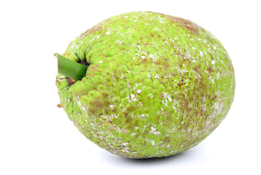 面包果