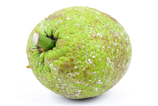 面包果