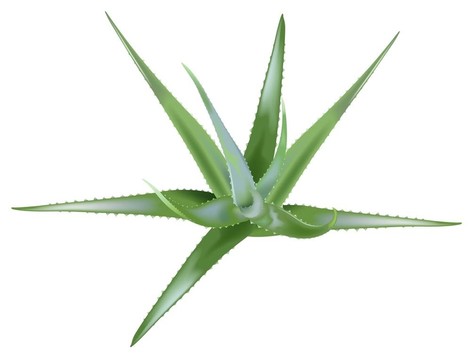 蘆薈