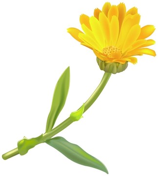 金盞花