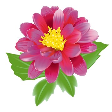 寶石花