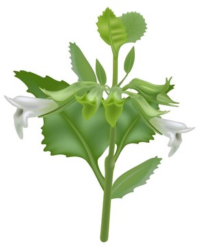 檸檬香蜂草