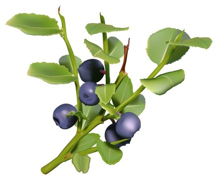 藍莓