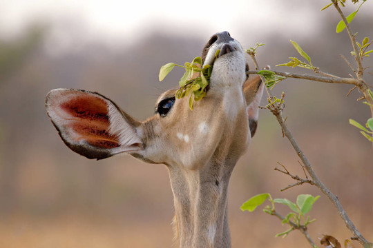喂Kudu antelope