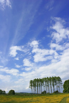 在毛茛草甸Poplars