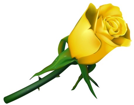 婚禮上的Rose Yellow