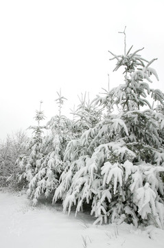 白雪覆蓋的樹木
