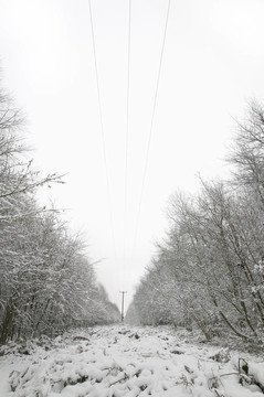 雪中的電話線