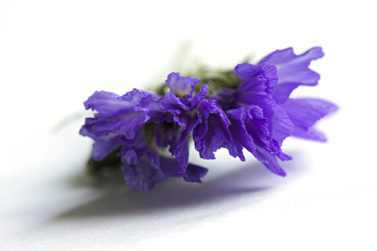干燥花