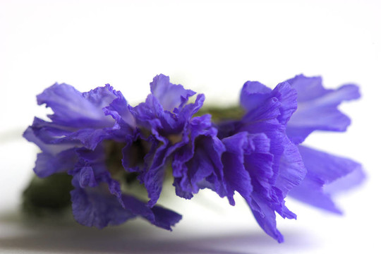 干燥花。