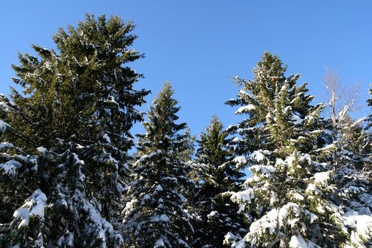 樹梢上的雪