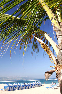棕櫚和Beach