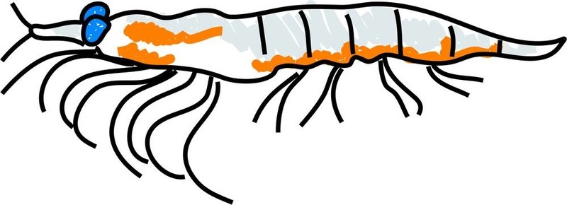 磷蝦