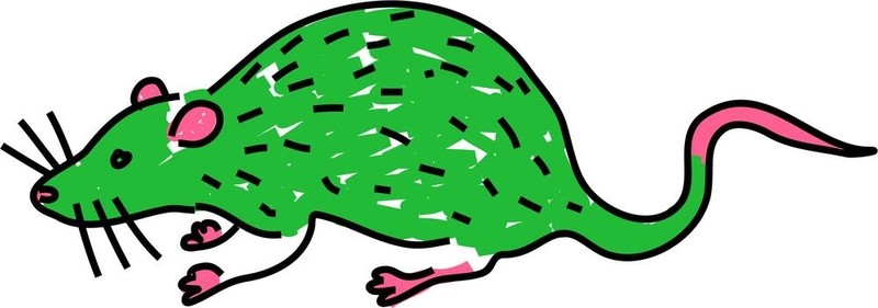 老鼠