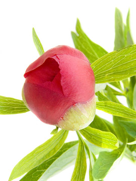 牡丹花蕾
