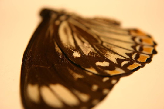 flutterfly