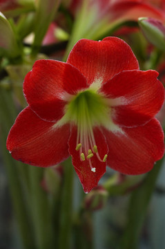紅色的花