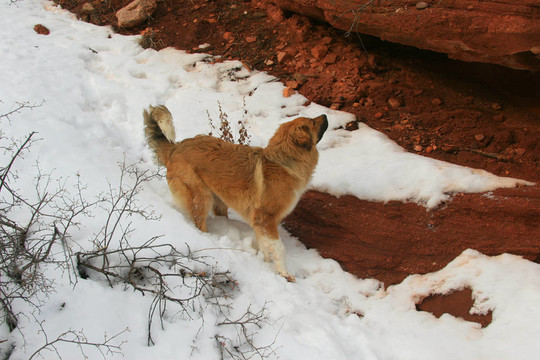 雪狗