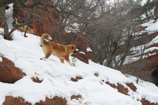 山地犬
